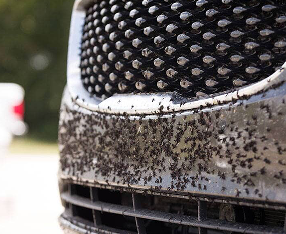 Nanoshine bogároldás