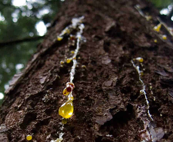 Nanoshine gyanta eltávolítás